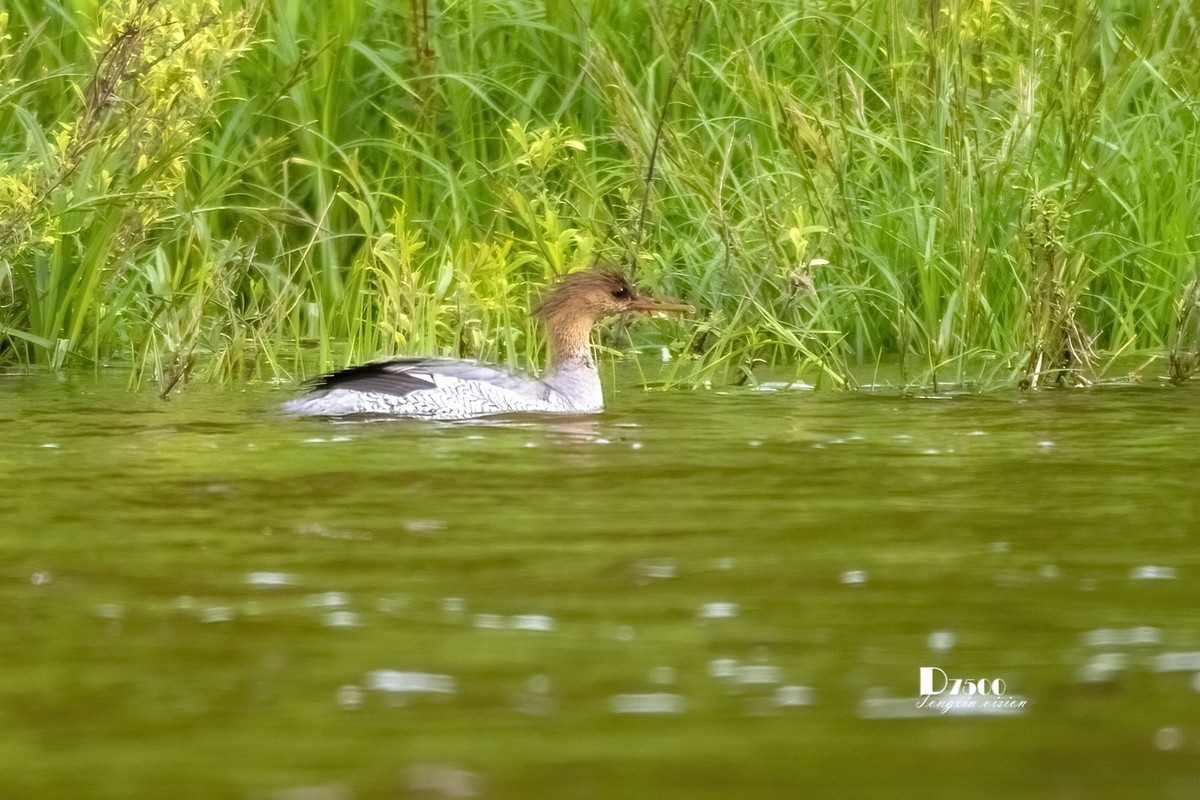 中华秋沙鸭（17）