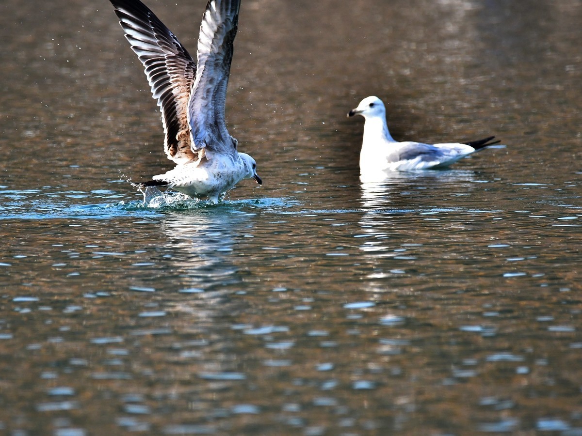 【视觉光影】银 鸥 飞 翔 （3）