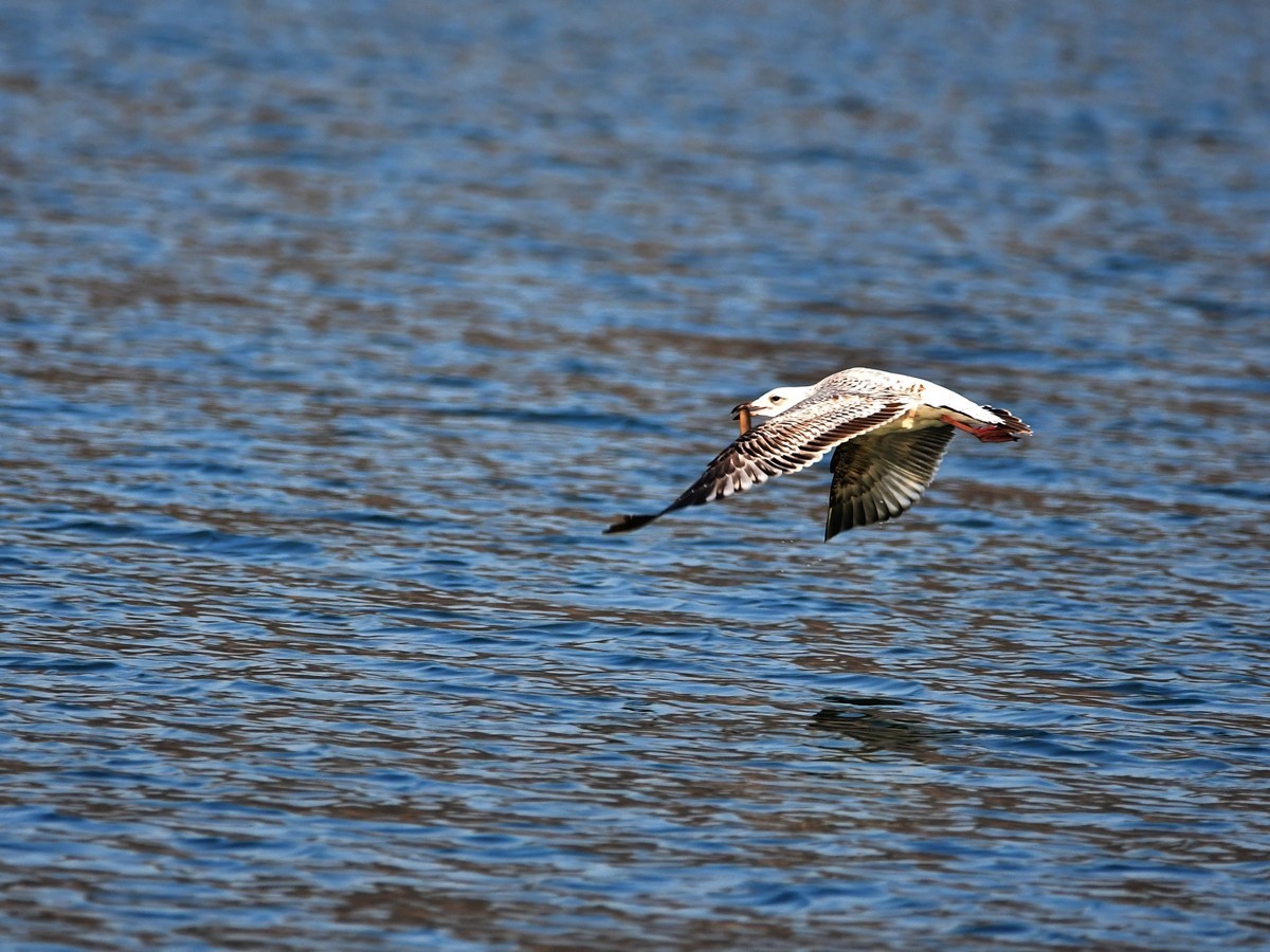 【视觉光影】银 鸥 飞 翔 （3）