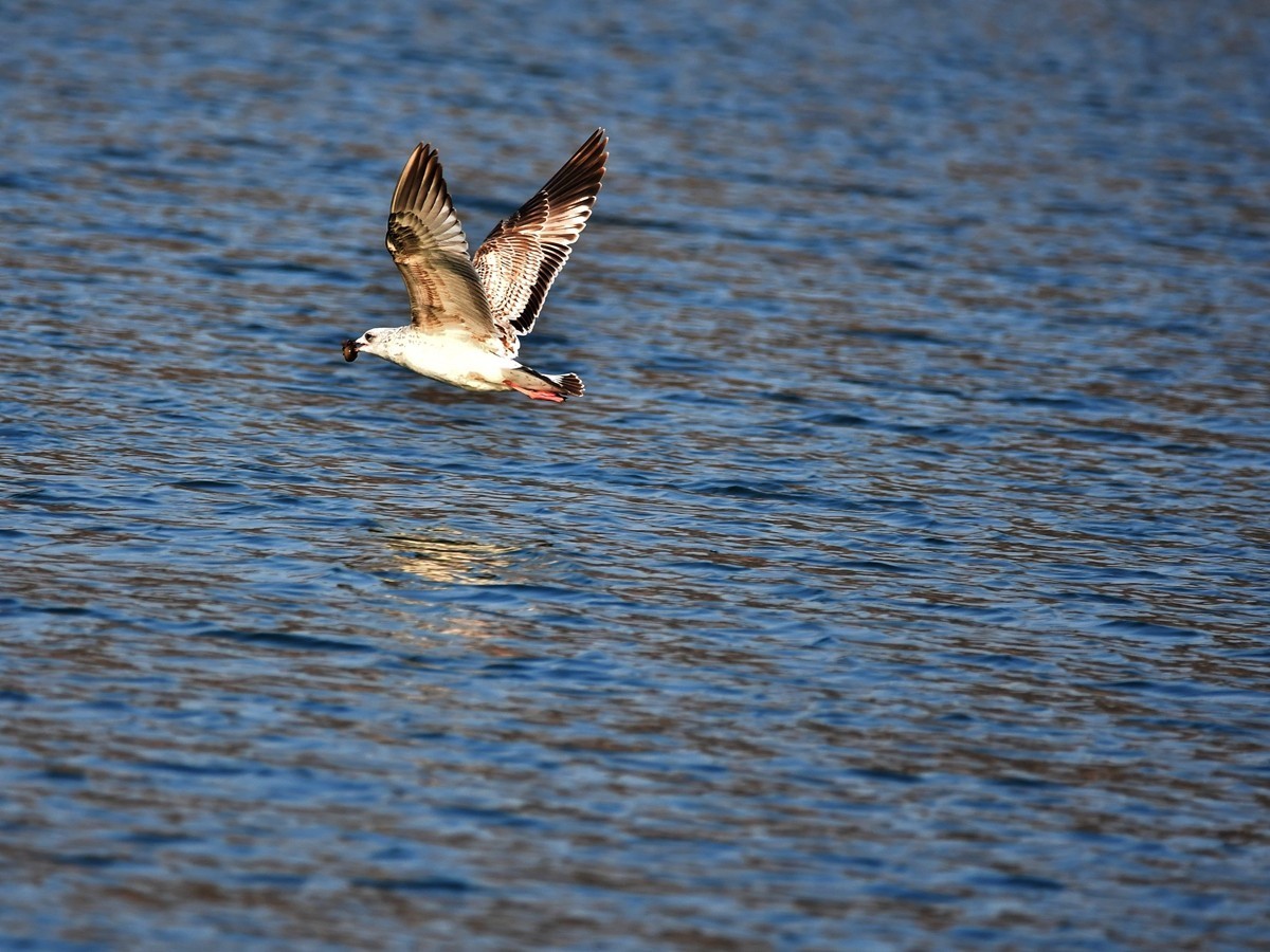 【视觉光影】银 鸥 飞 翔 （3）
