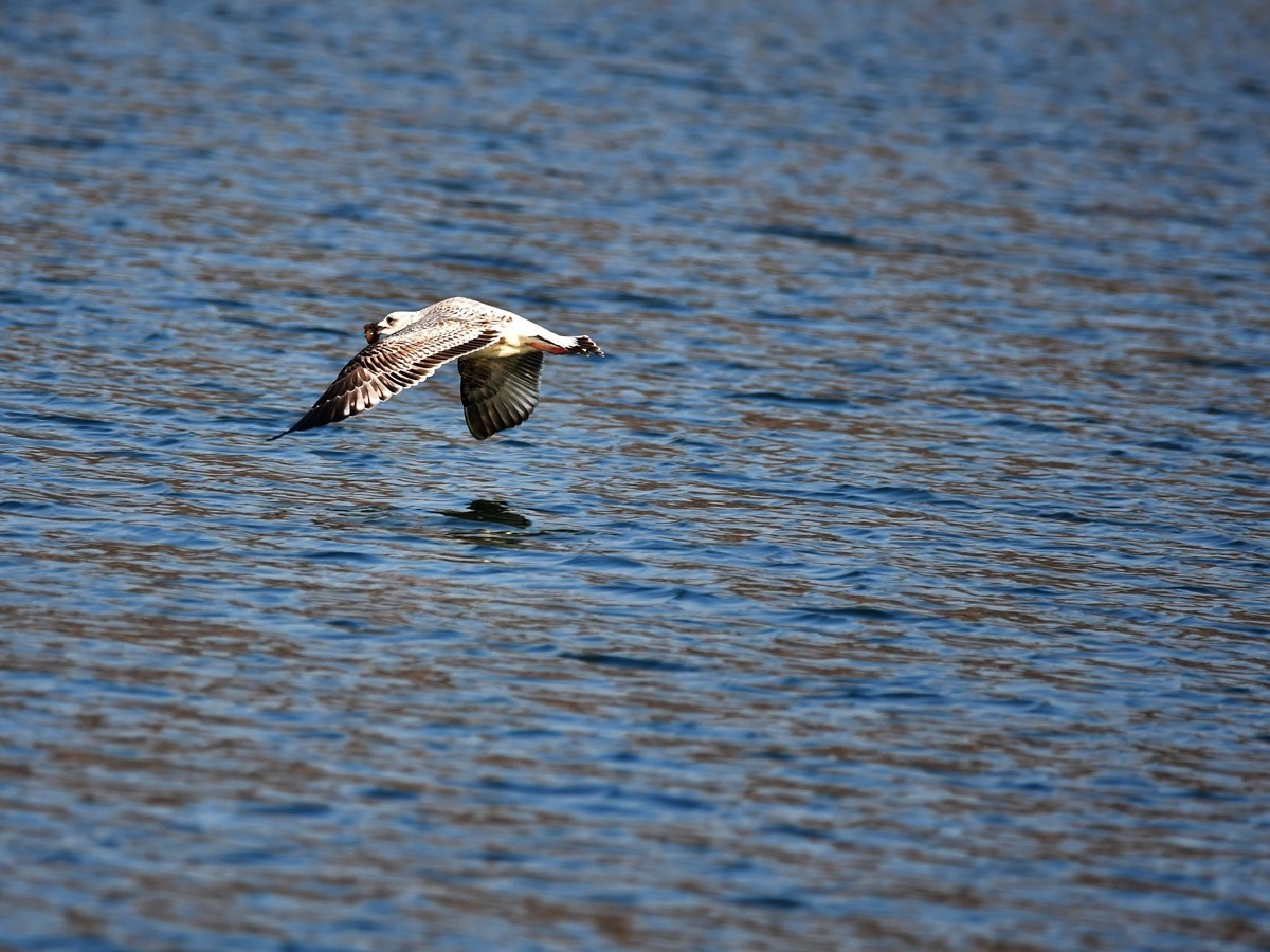 【视觉光影】银 鸥 飞 翔 （3）