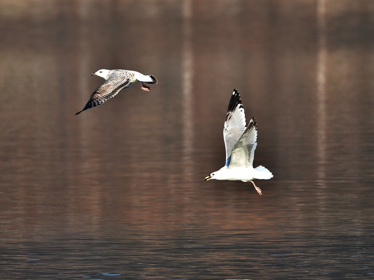 【视觉光影】银 鸥 飞 翔 （3）