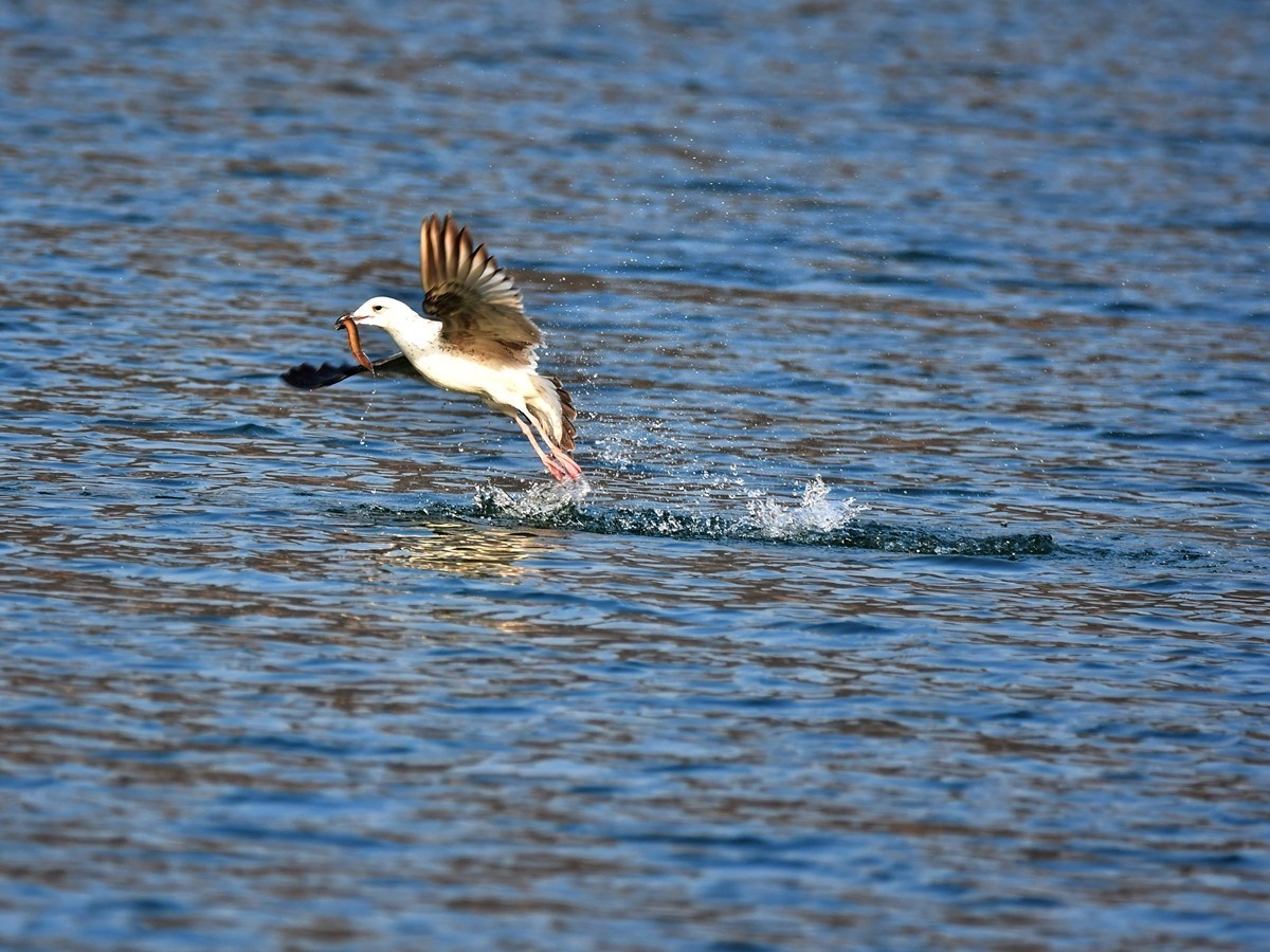 【视觉光影】银 鸥 飞 翔 （3）