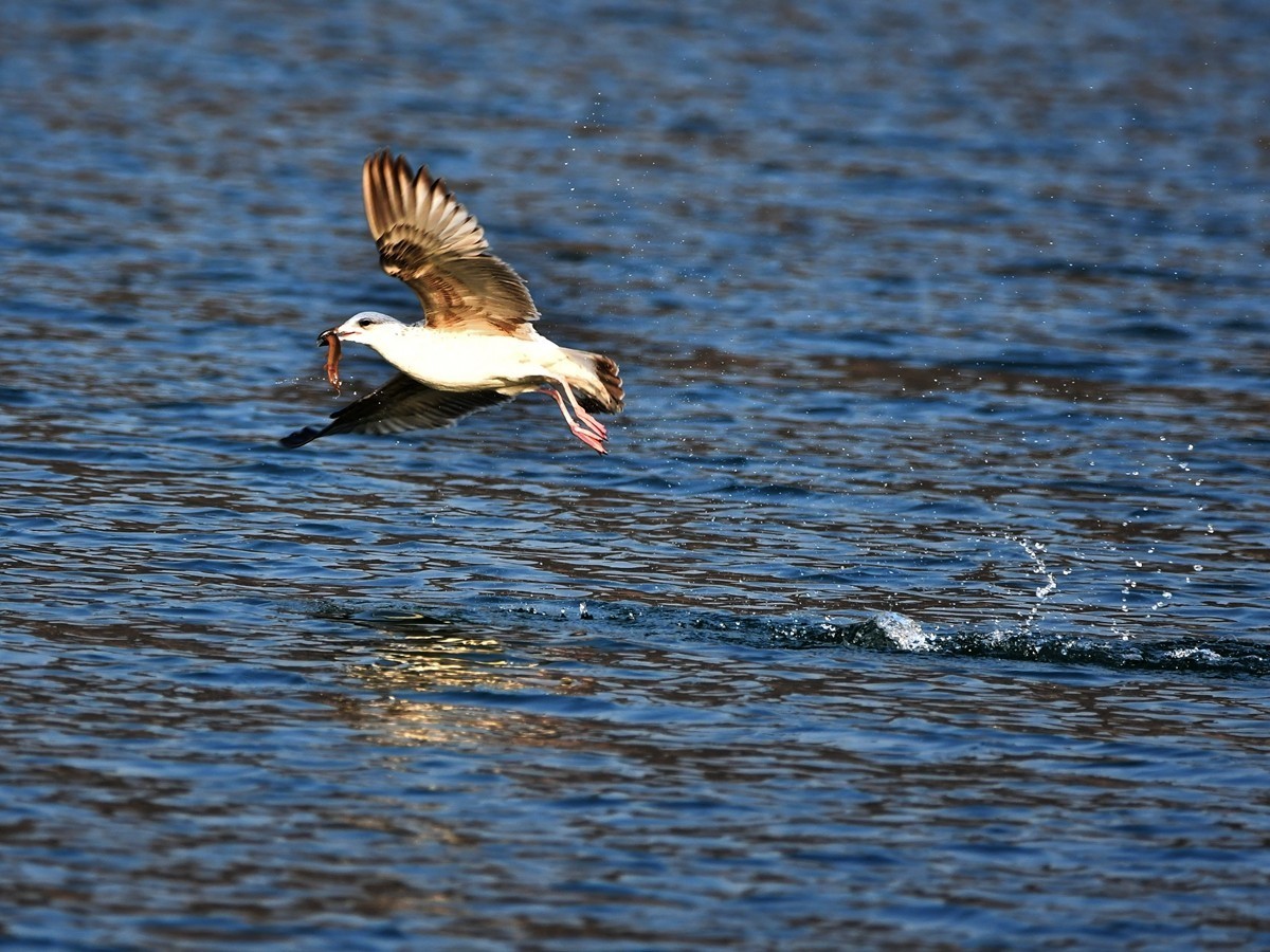 【视觉光影】银 鸥 飞 翔 （3）