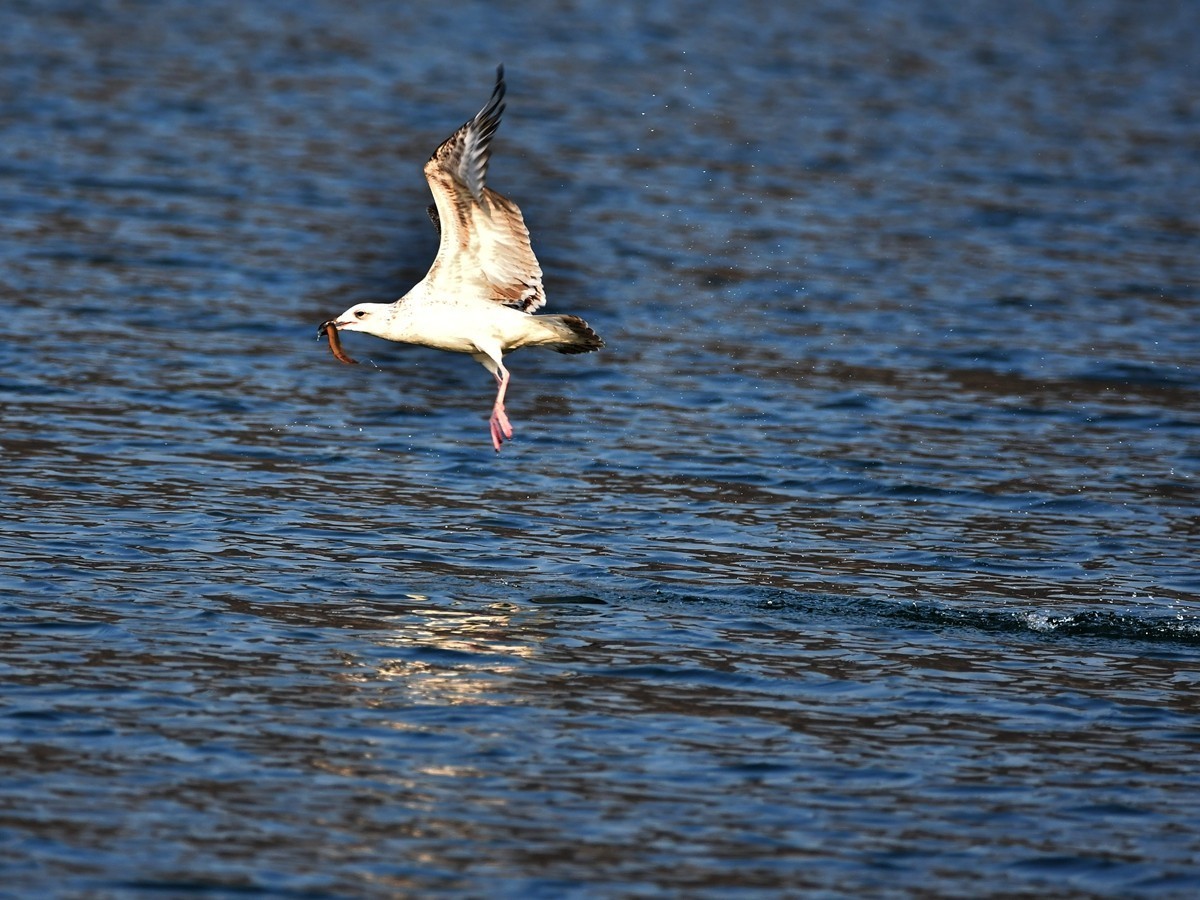 【视觉光影】银 鸥 飞 翔 （3）