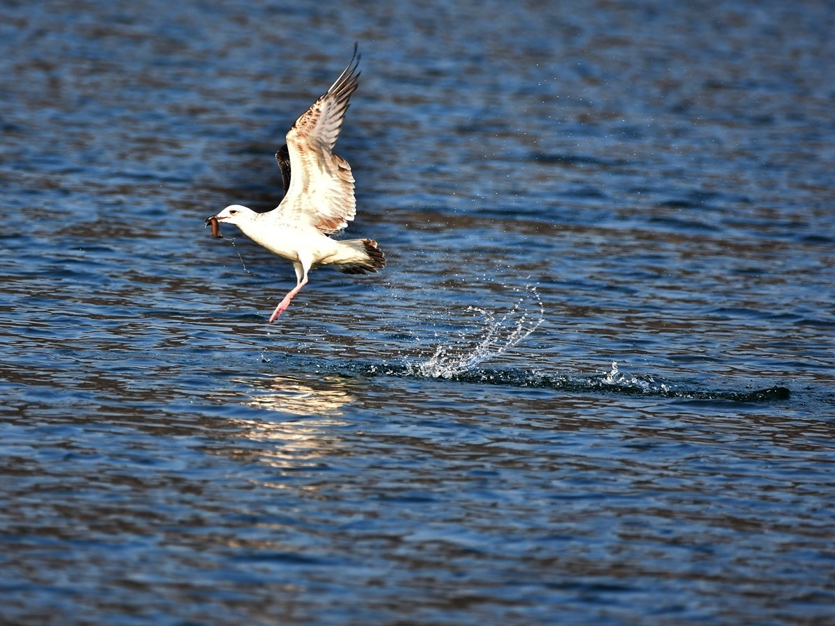 【视觉光影】银 鸥 飞 翔 （3）