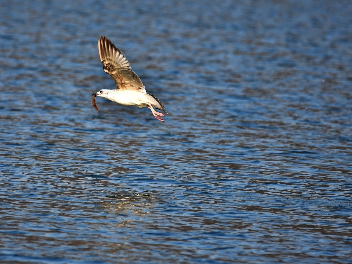 【视觉光影】银 鸥 飞 翔 （3）
