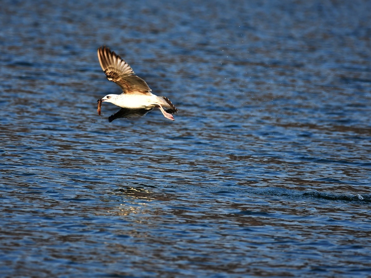 【视觉光影】银 鸥 飞 翔 （3）