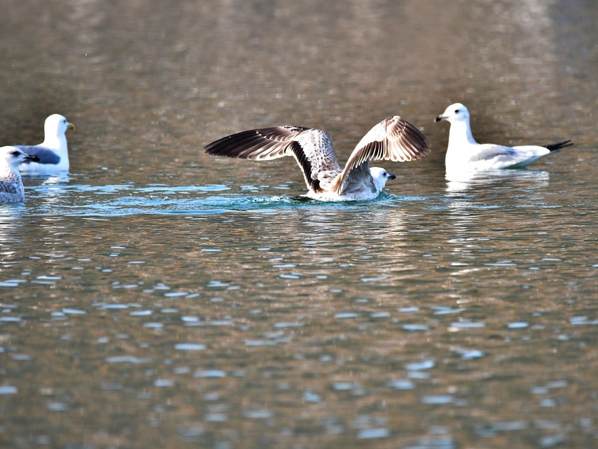 【视觉光影】银 鸥 飞 翔 （3）