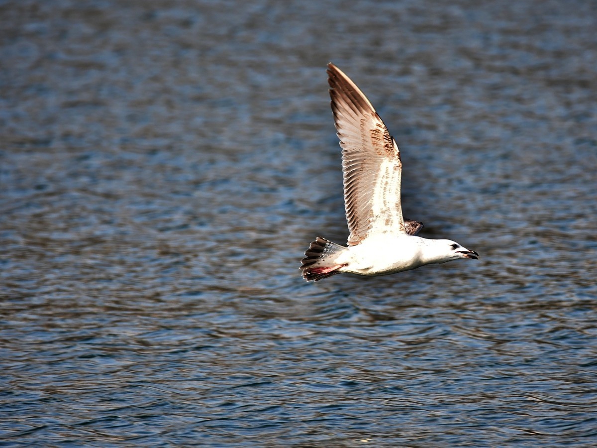 【视觉光影】银 鸥 飞 翔 （3）