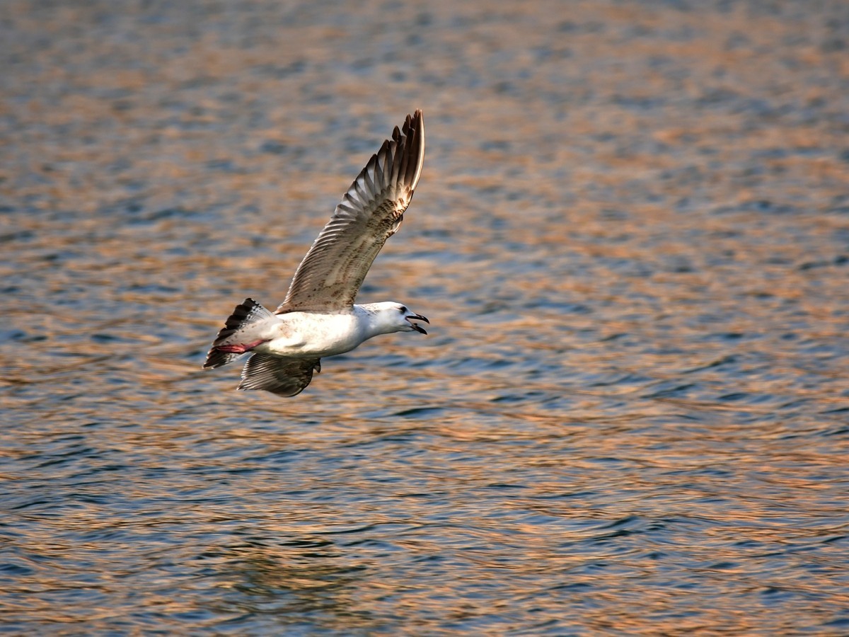【视觉光影】银 鸥 飞 翔 （3）