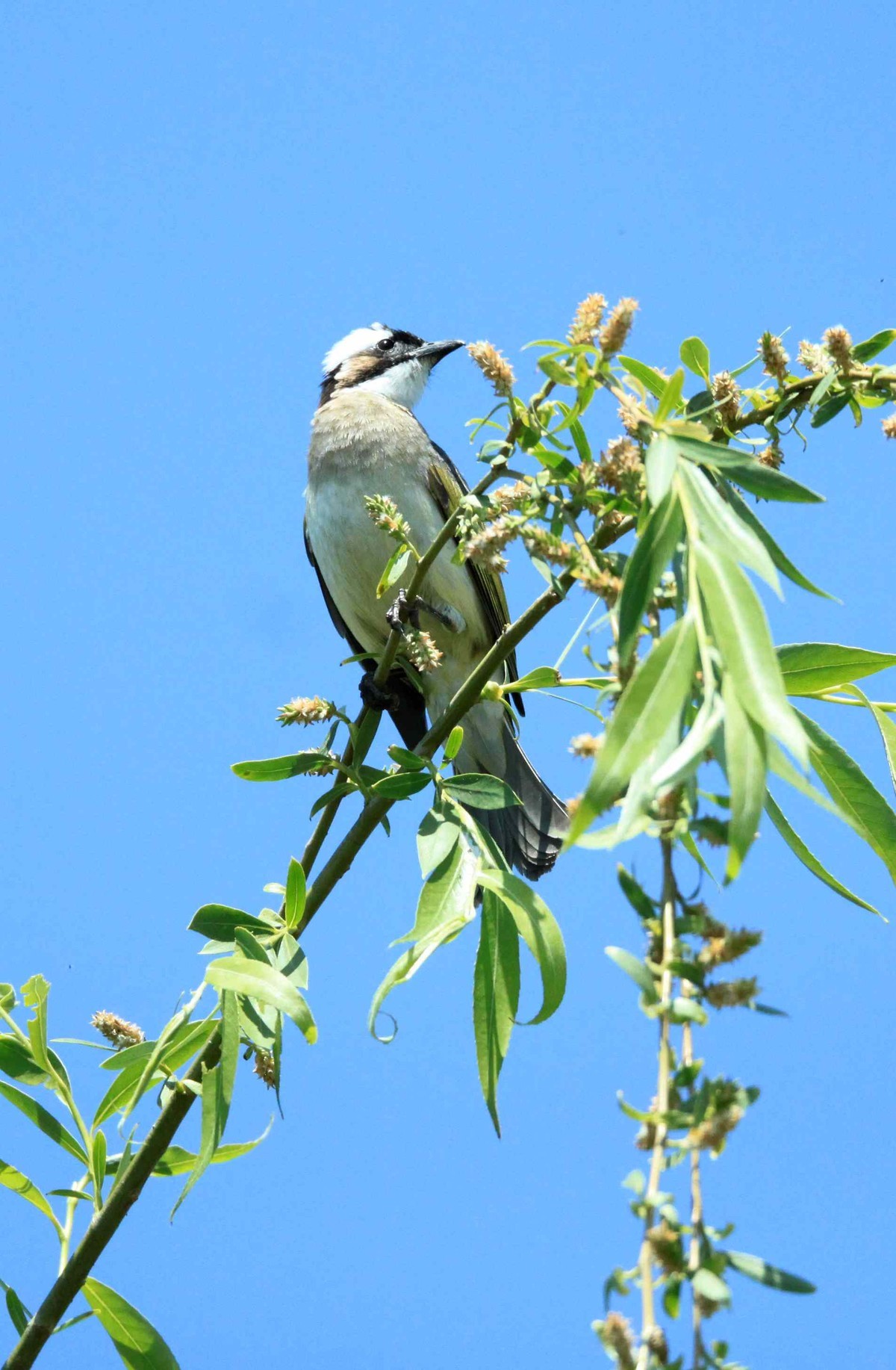 2022拍鸟---白头翁-中关村在线摄影论坛
