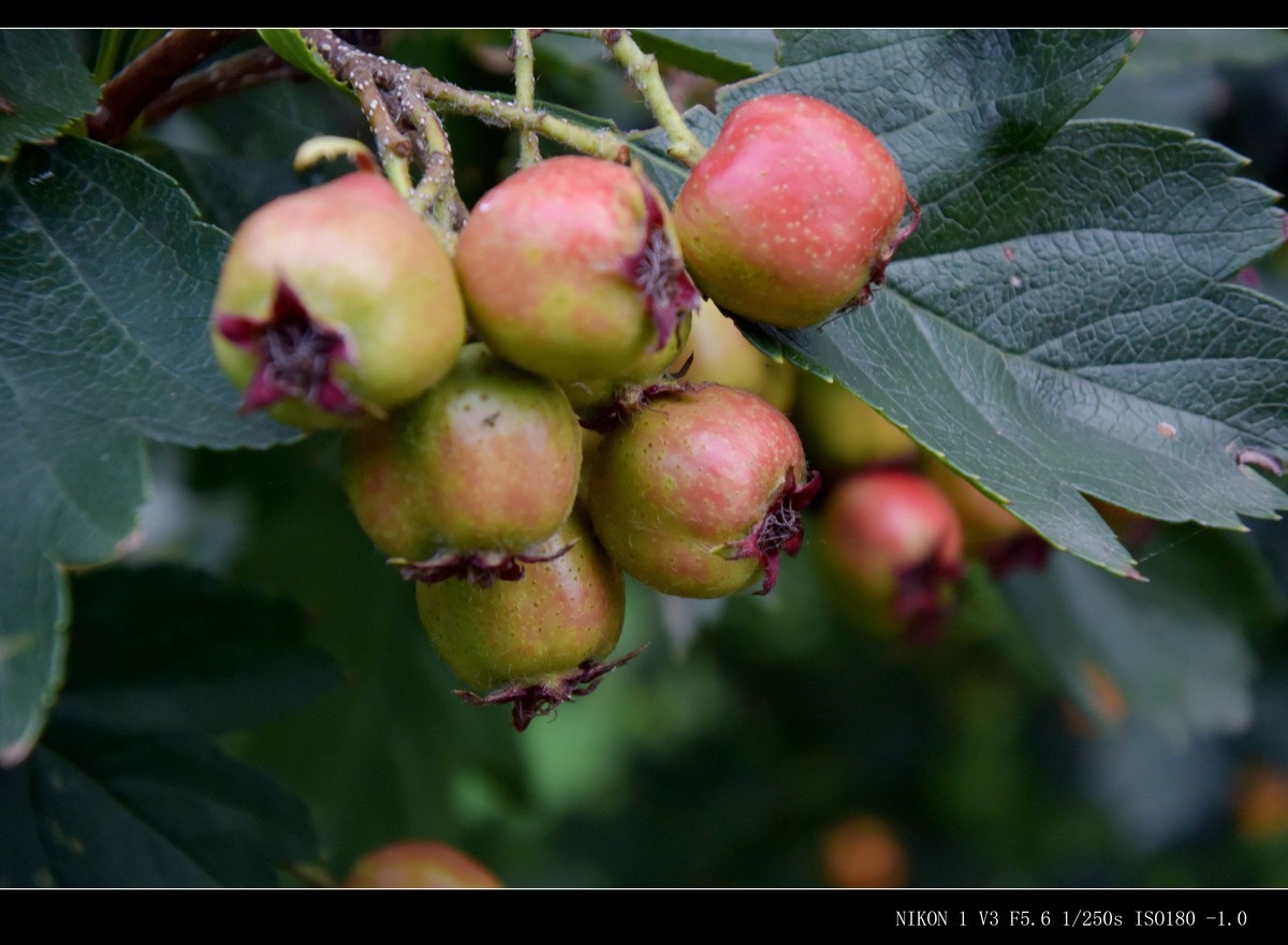 未成熟的山楂果