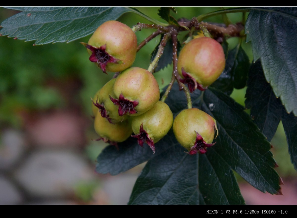 未成熟的山楂果