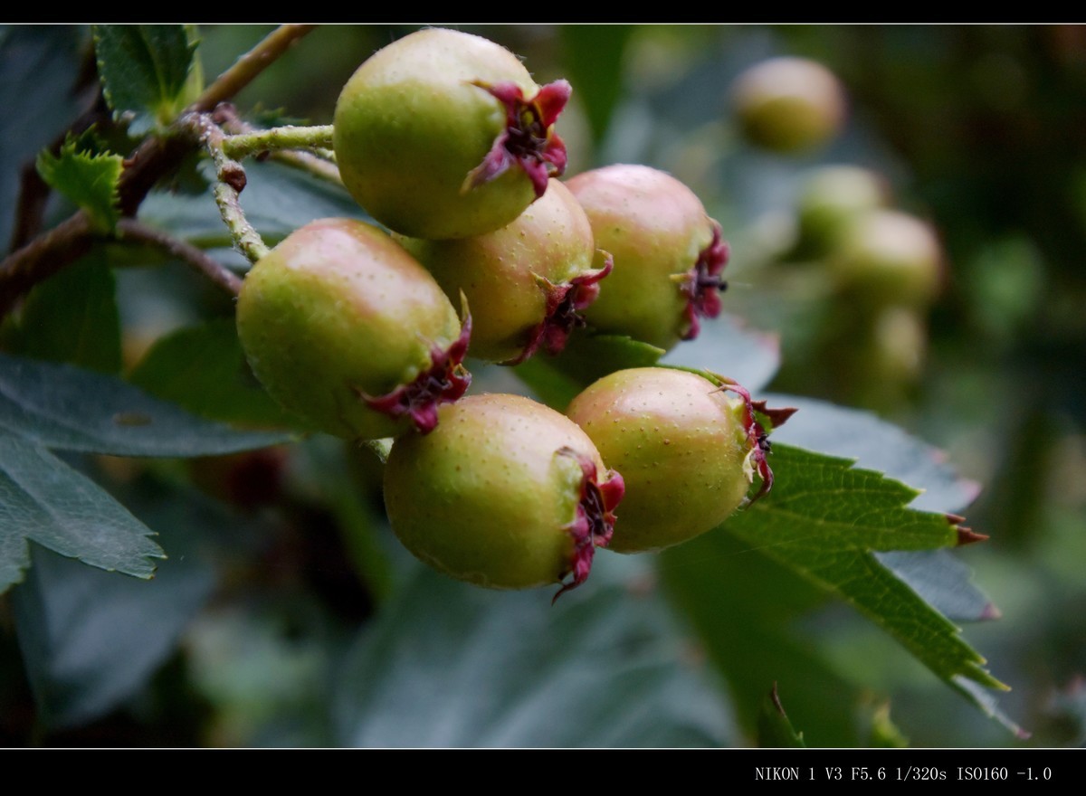 未成熟的山楂果