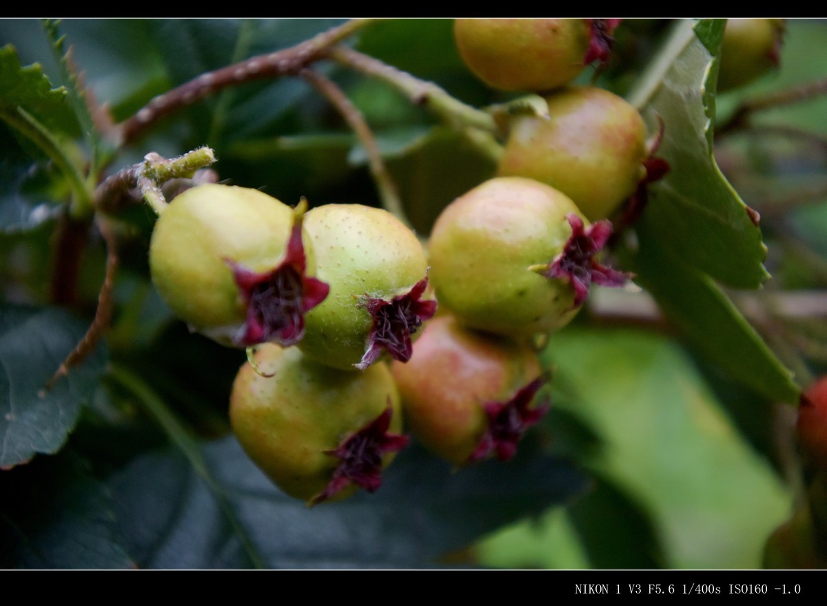 未成熟的山楂果