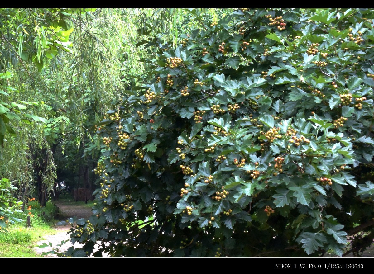 未成熟的山楂果