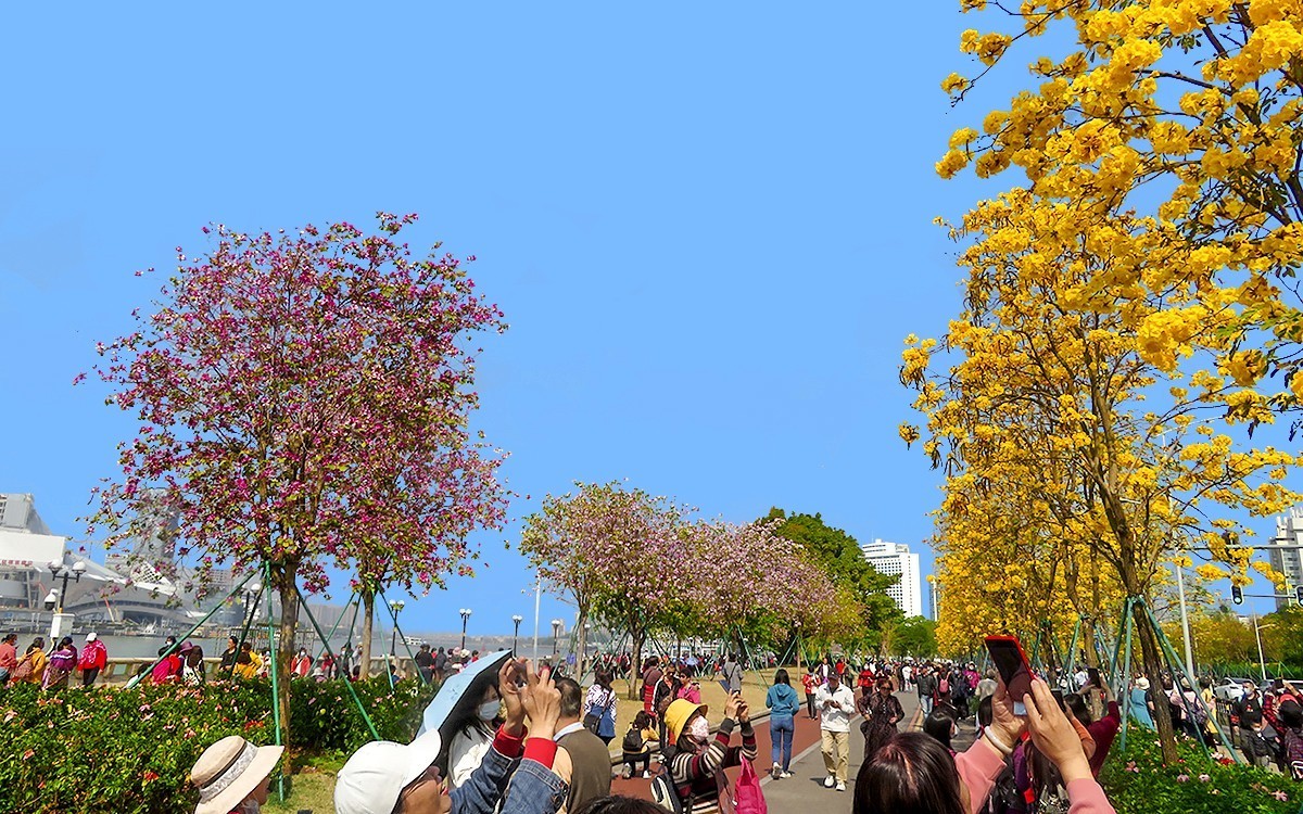 23098 ─ 路边的黄花风玲（3）