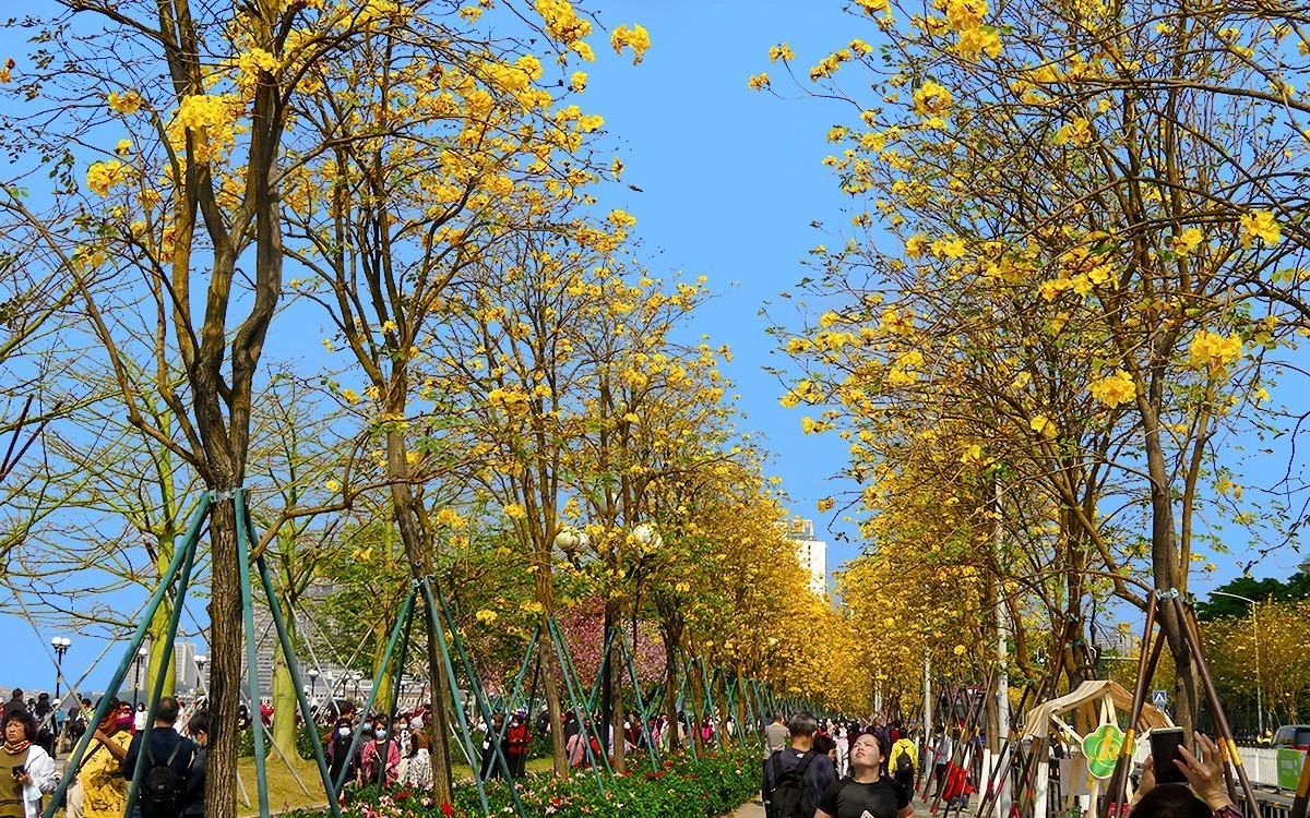 23098 ─ 路边的黄花风玲（3）