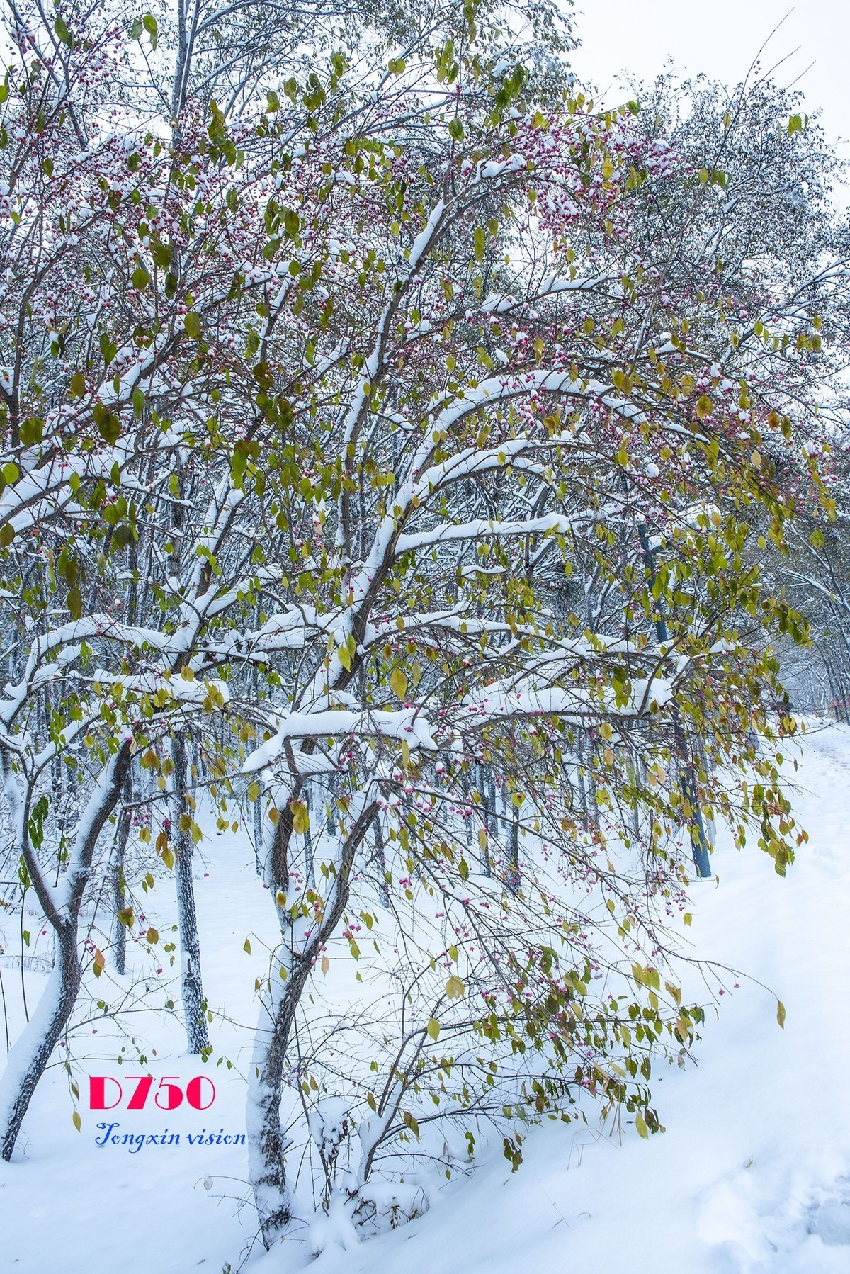 入冬塞北第一场雪（8）