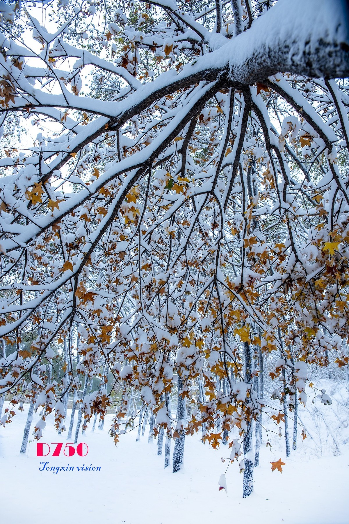 入冬塞北第一场雪（8）