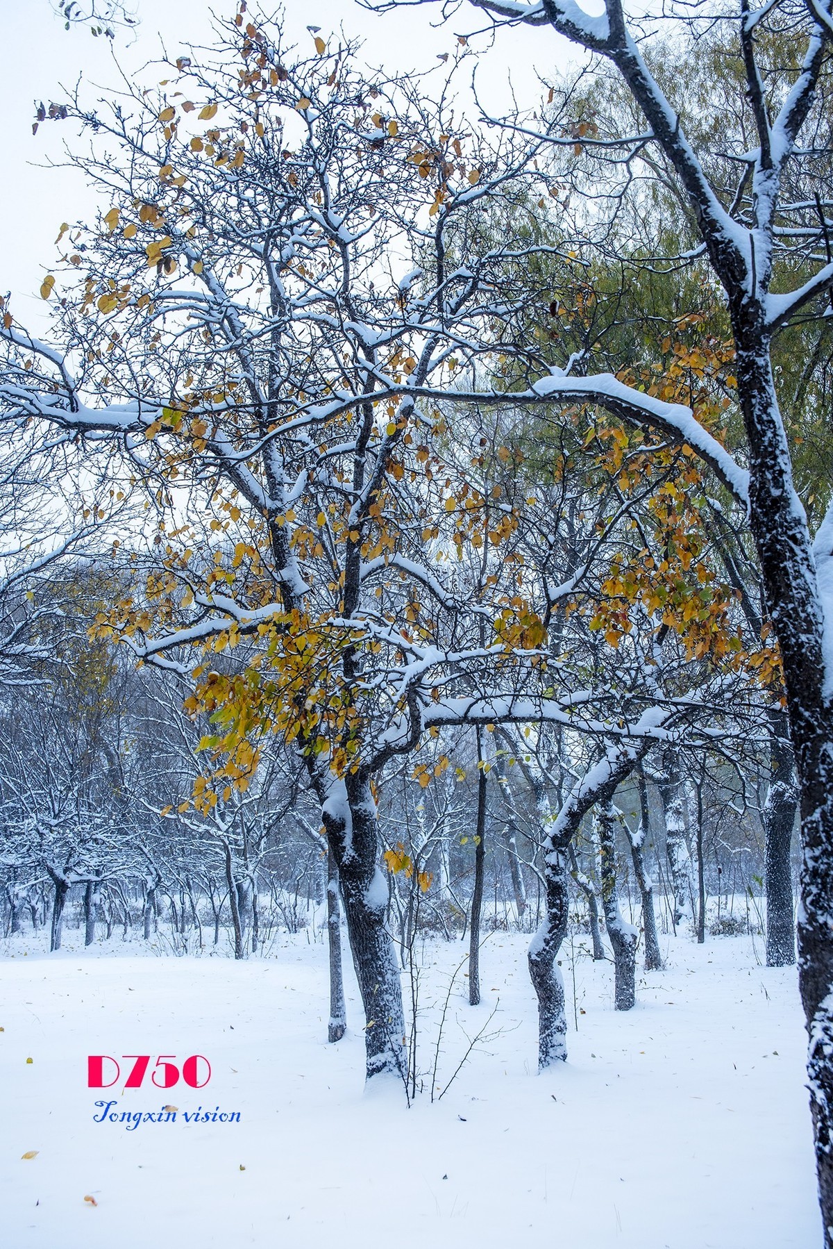 入冬塞北第一场雪（8）
