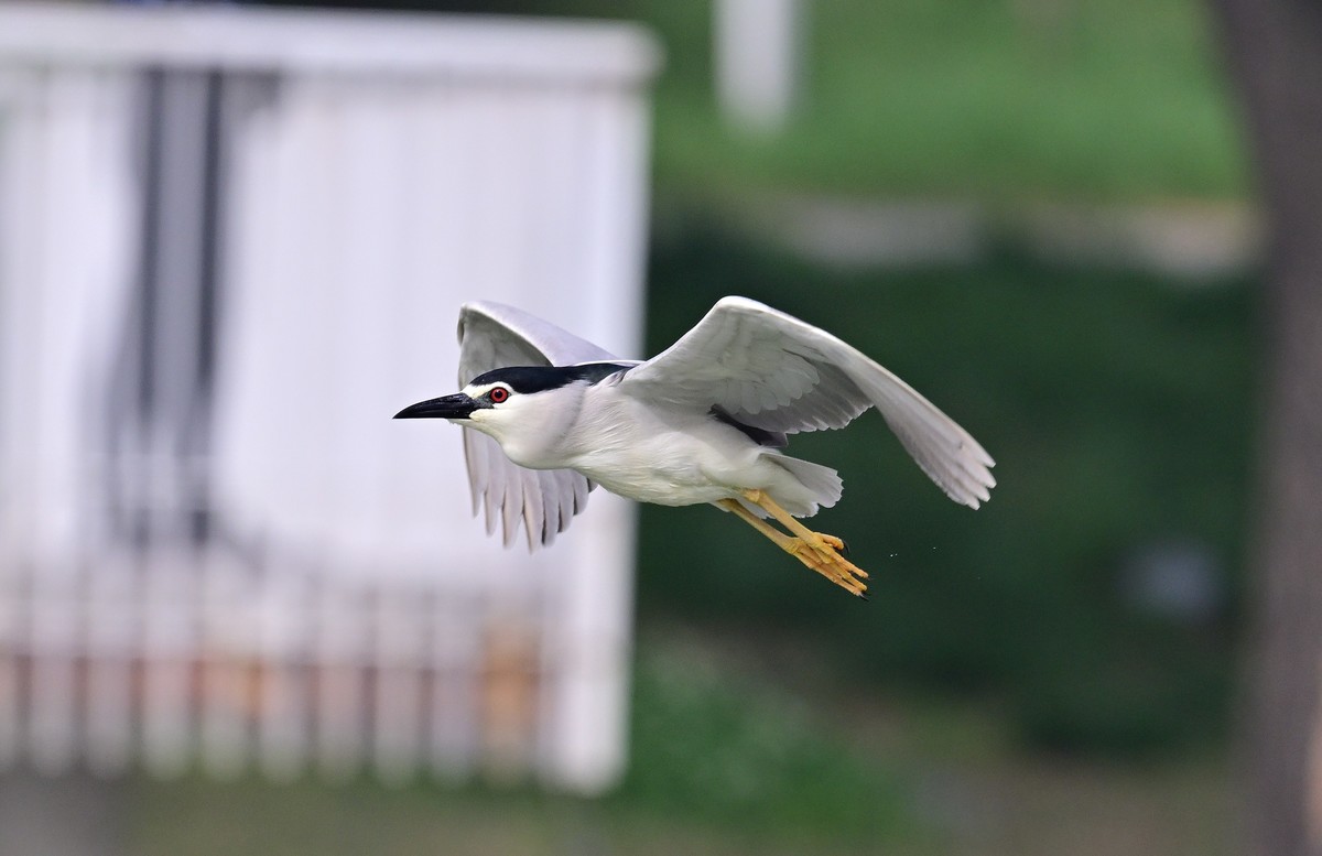 红红眼睛的夜鹭