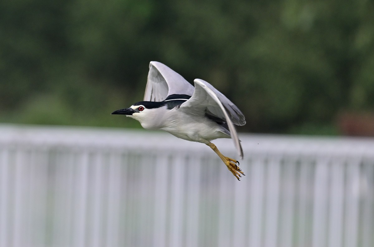 红红眼睛的夜鹭
