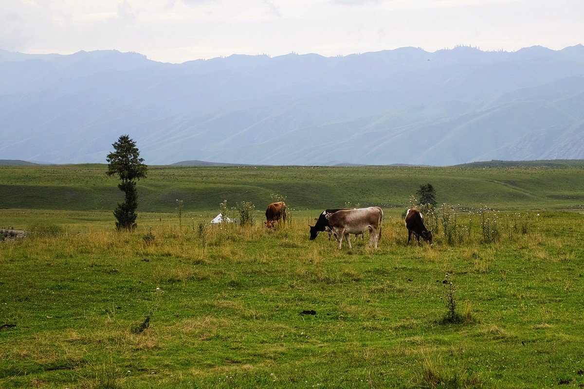 傍晚阴雨中在那拉提的随拍