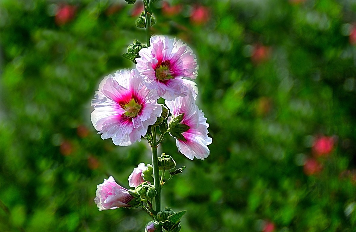 2024蜀葵花（5）