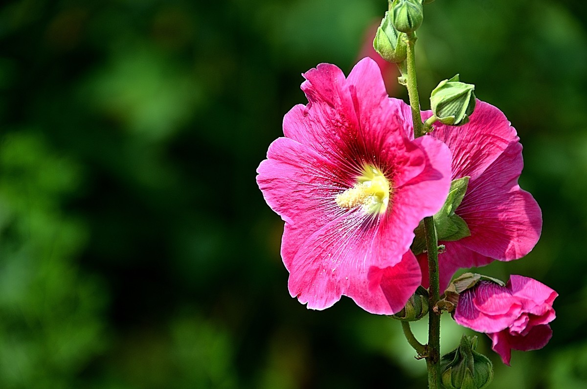 2024蜀葵花（5）