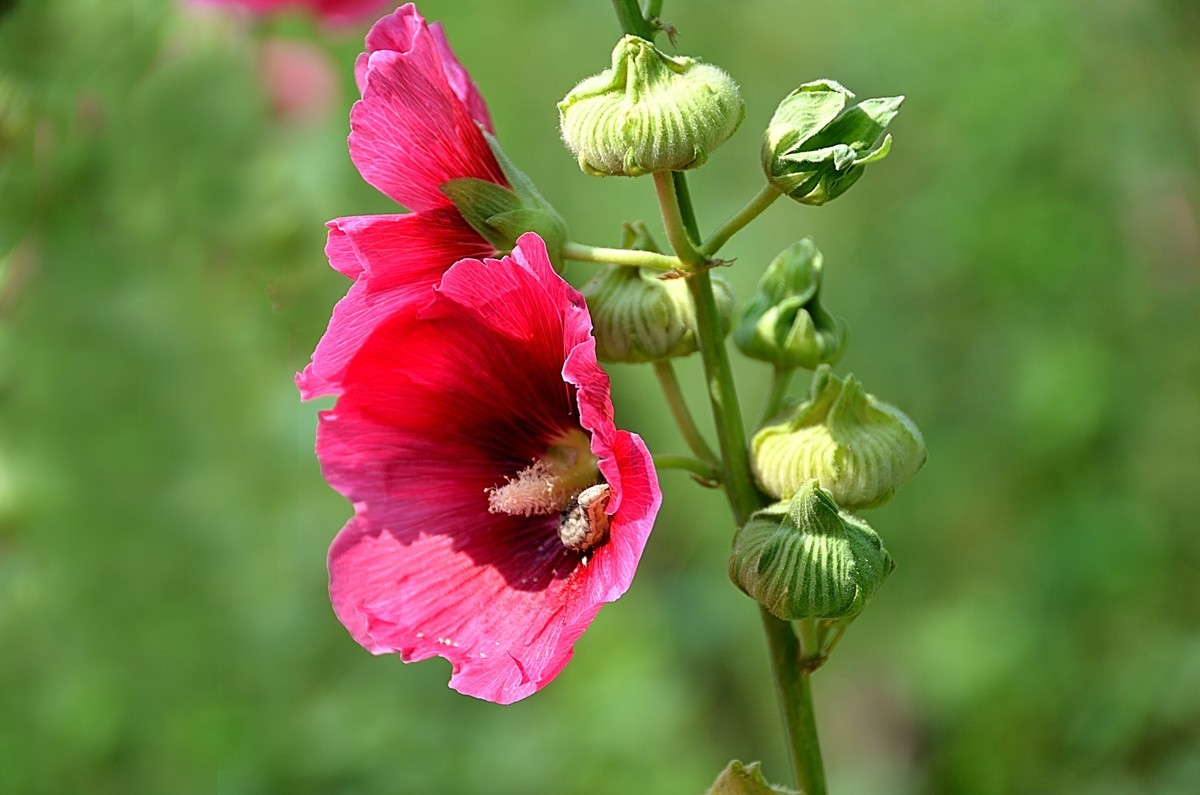 2024蜀葵花（5）