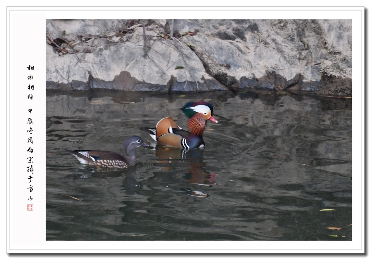 尼康D850拍鹭鸟、鸳鸯