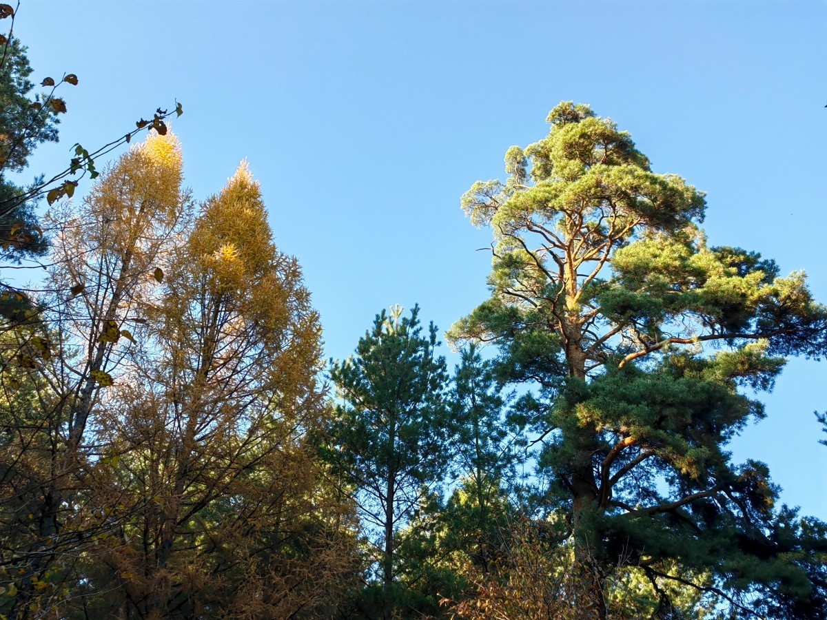 外出随拍（续237）.