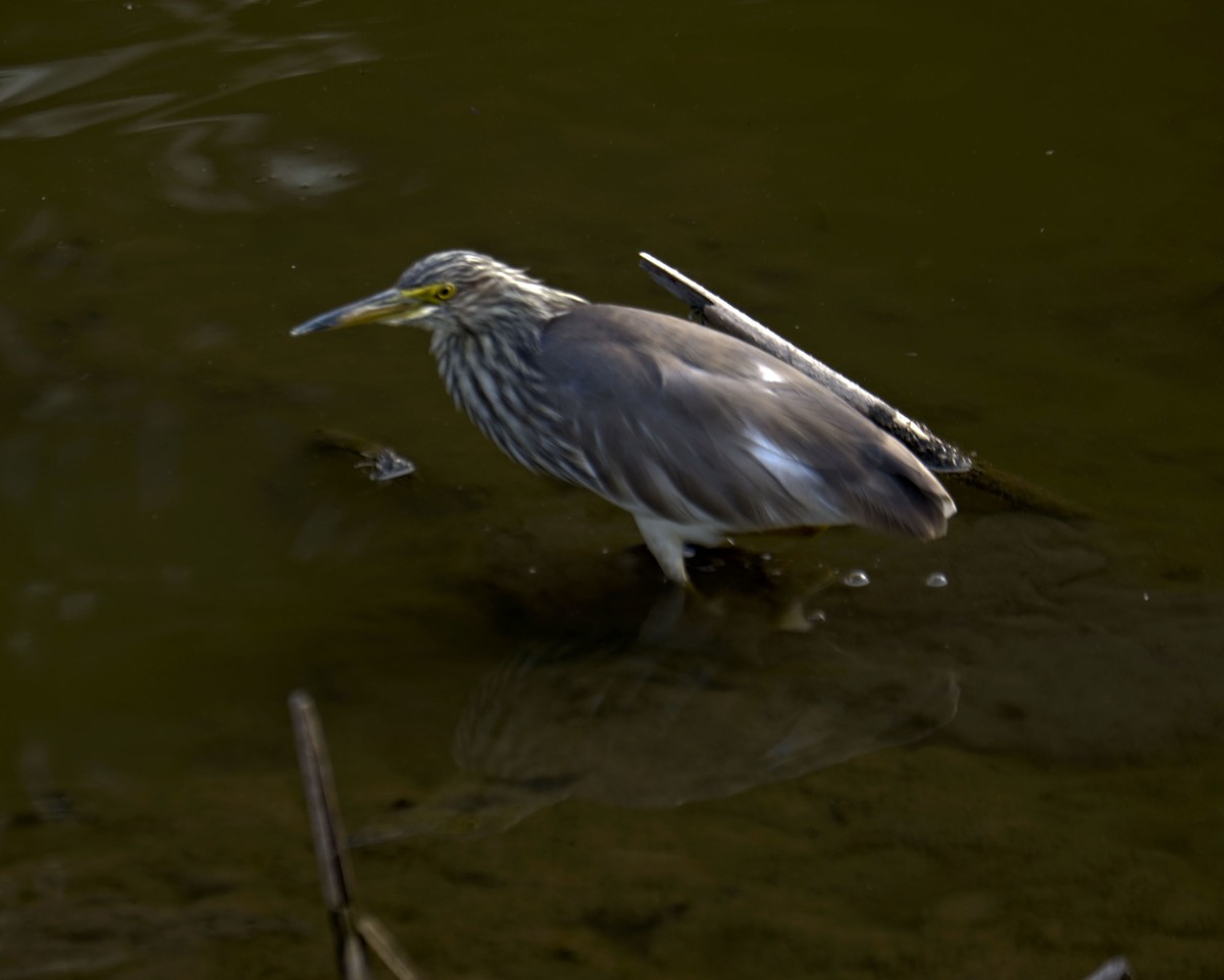 流化湖池鹭（三）