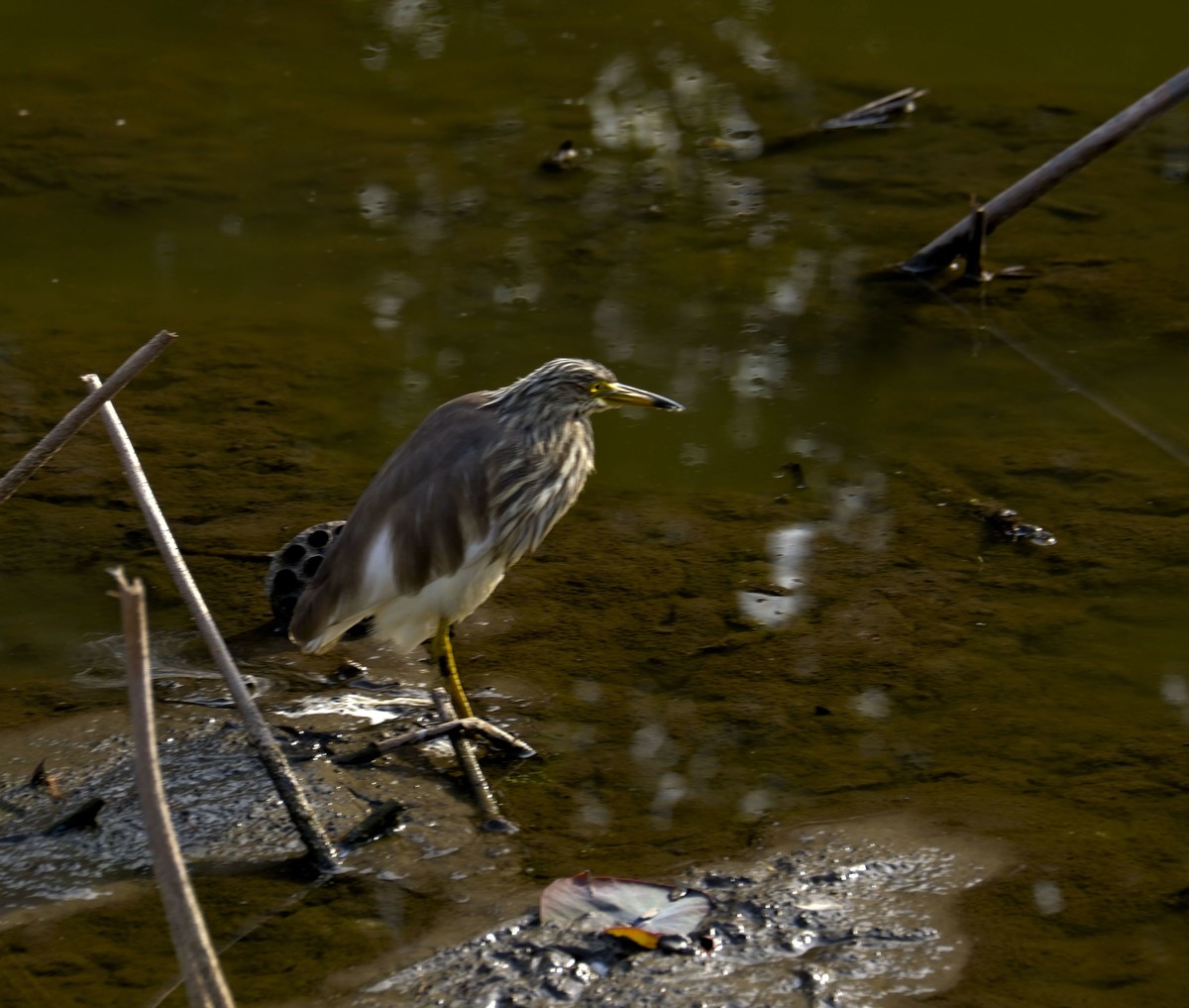 流化湖池鹭（三）