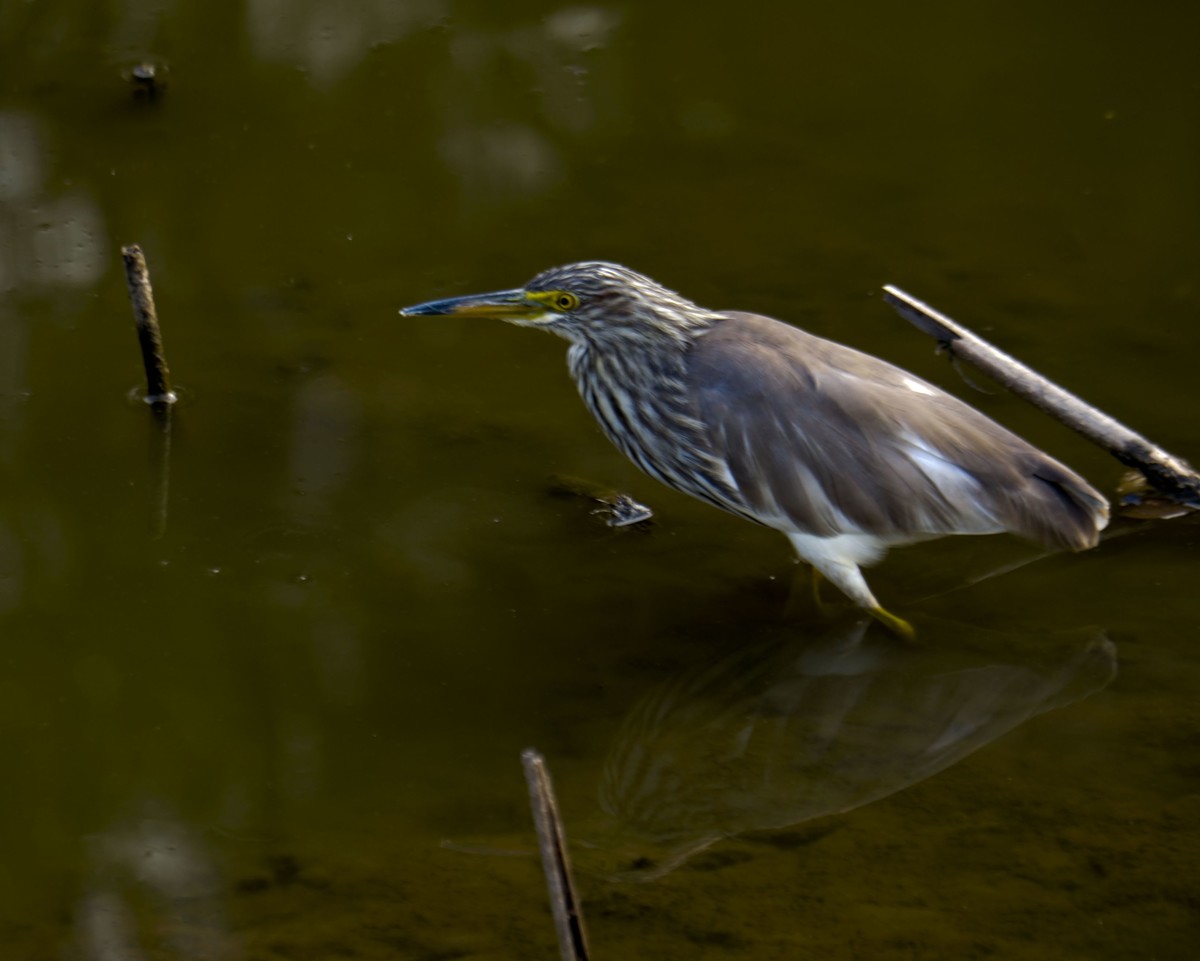 流化湖池鹭（三）