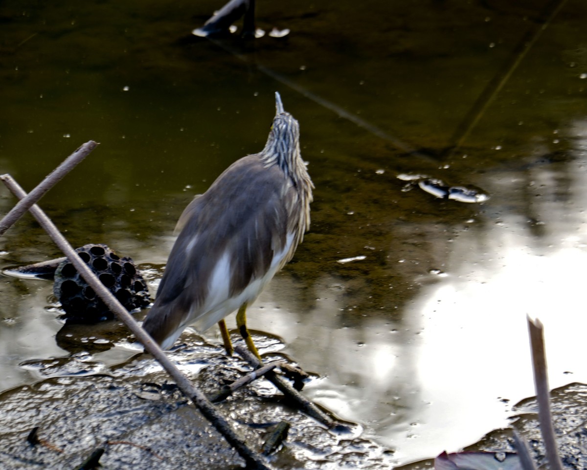 流化湖池鹭（三）