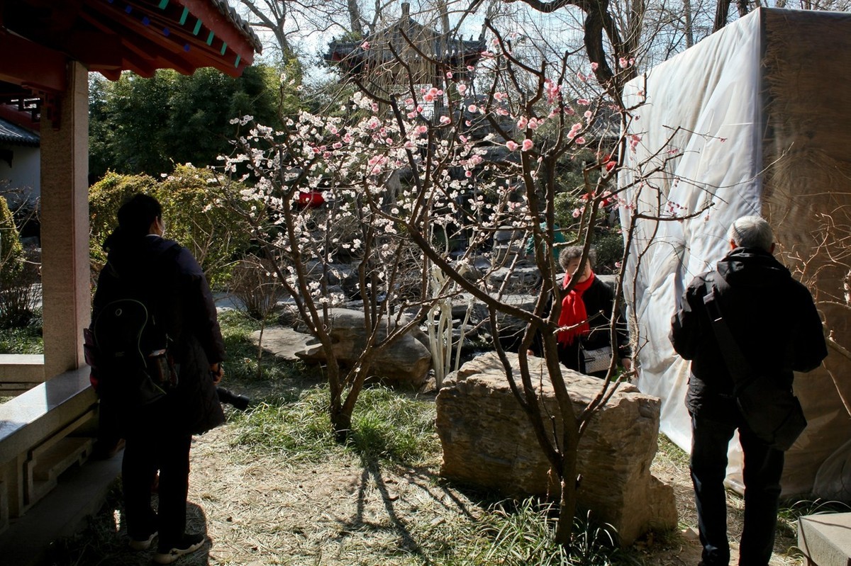 早春——趵突泉景色