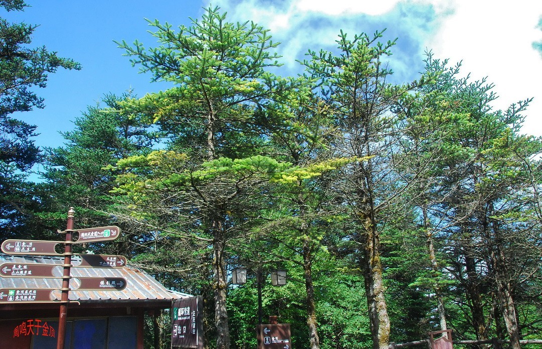 峨嵋仙山避暑登金顶上          周鸣天