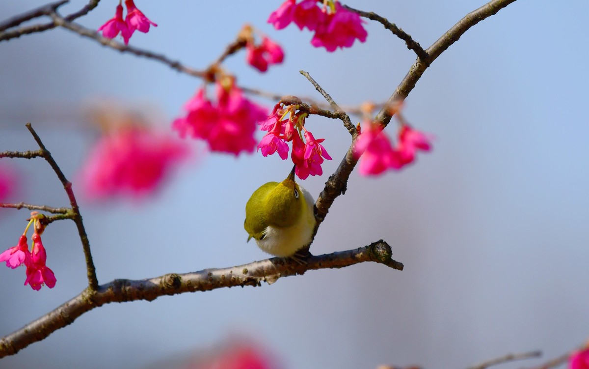 樱花上的小鸟