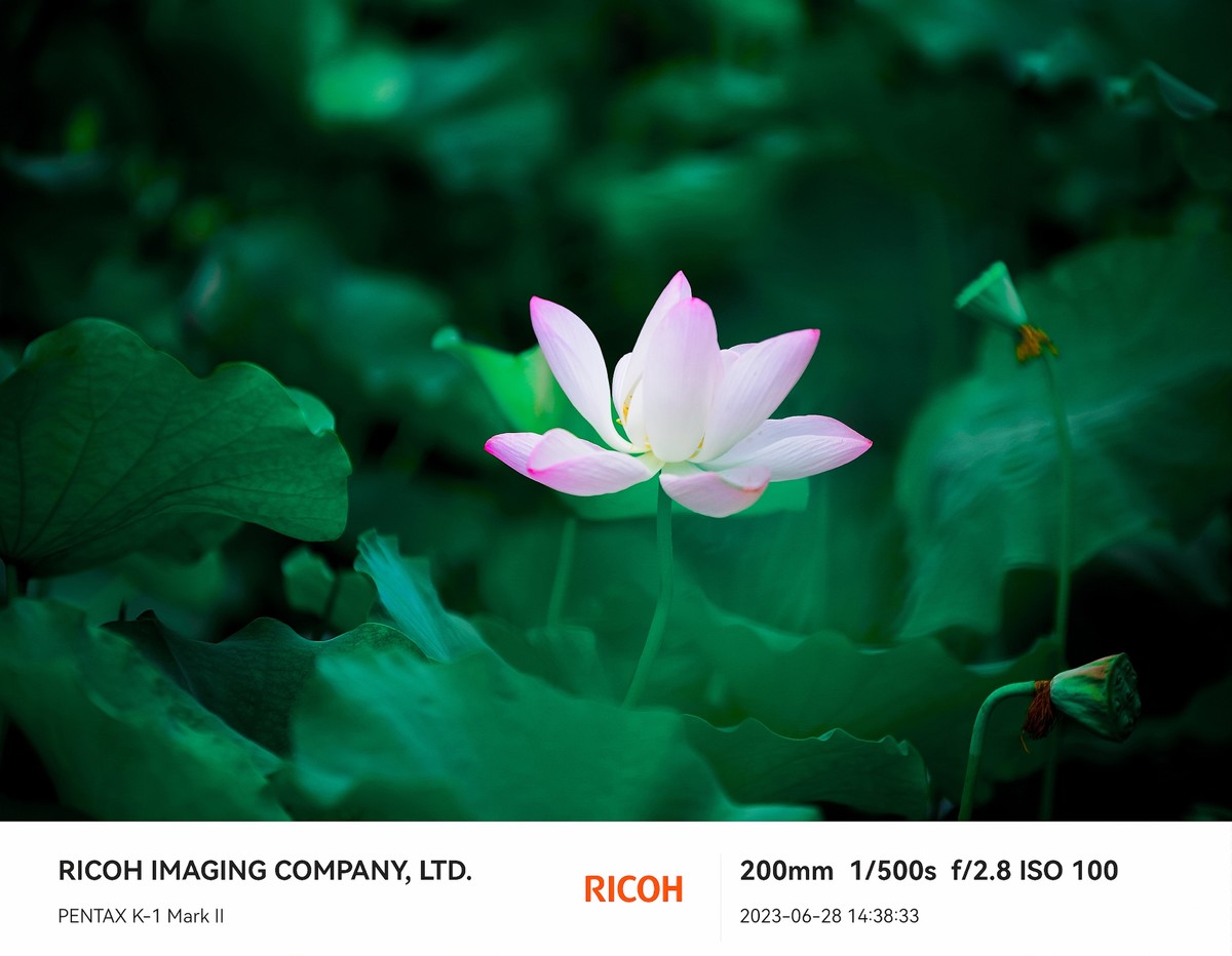 正值荷花盛开时