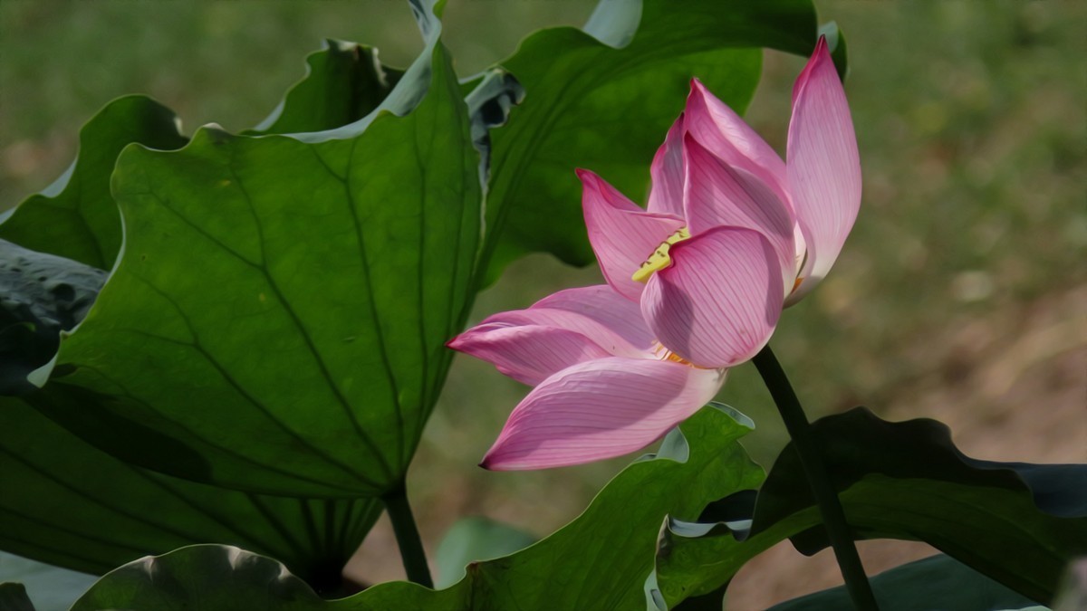 夏末的红莲白莲