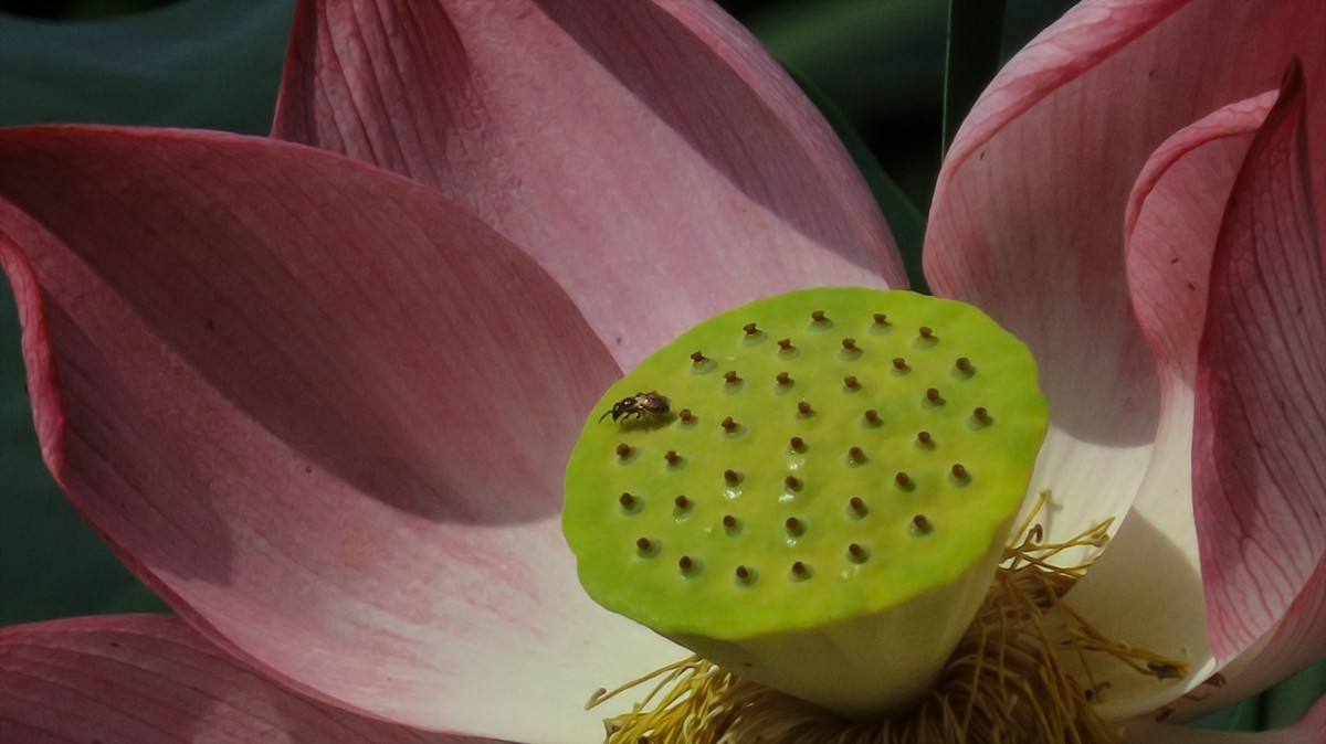 夏末的红莲白莲