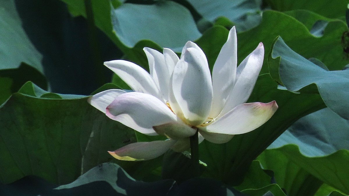 夏末的红莲白莲