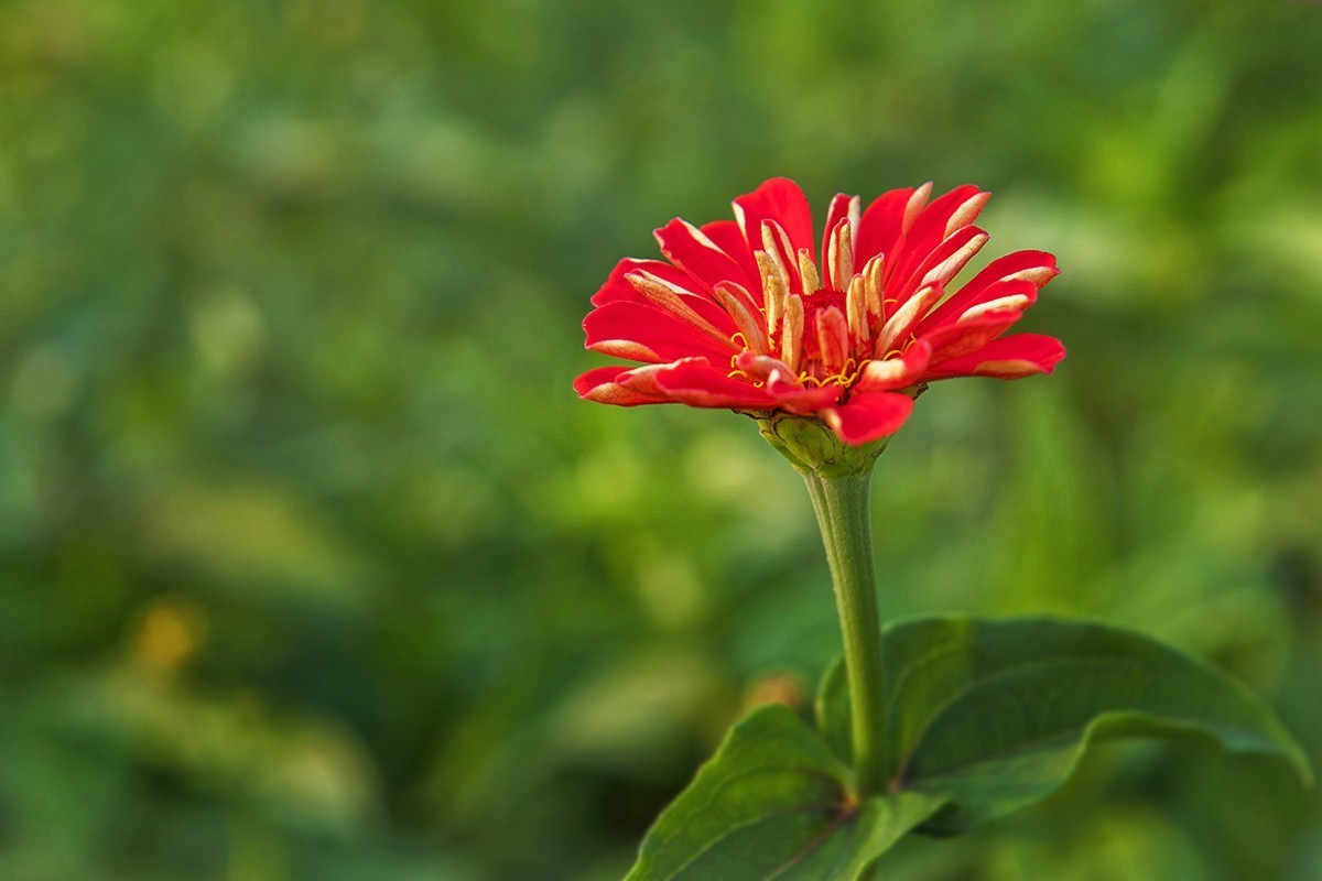 体会24-70镜头的虚化