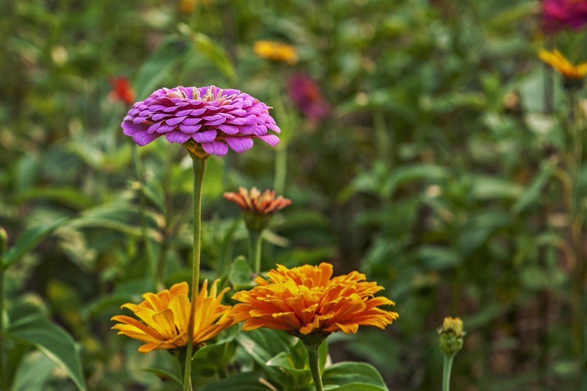 体会24-70镜头的虚化