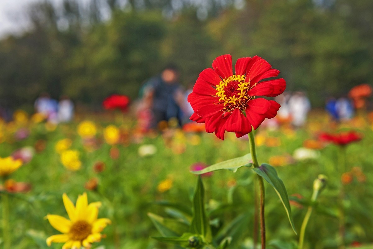 体会24-70镜头的虚化