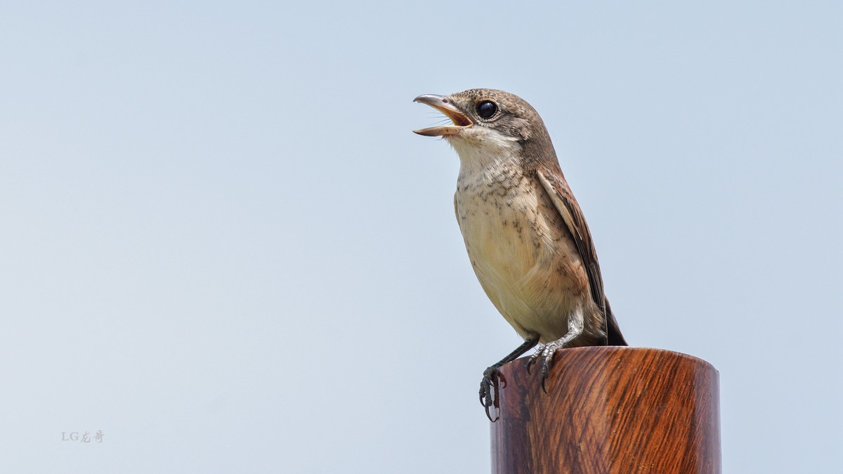 鸟中猛禽--伯劳鸟
