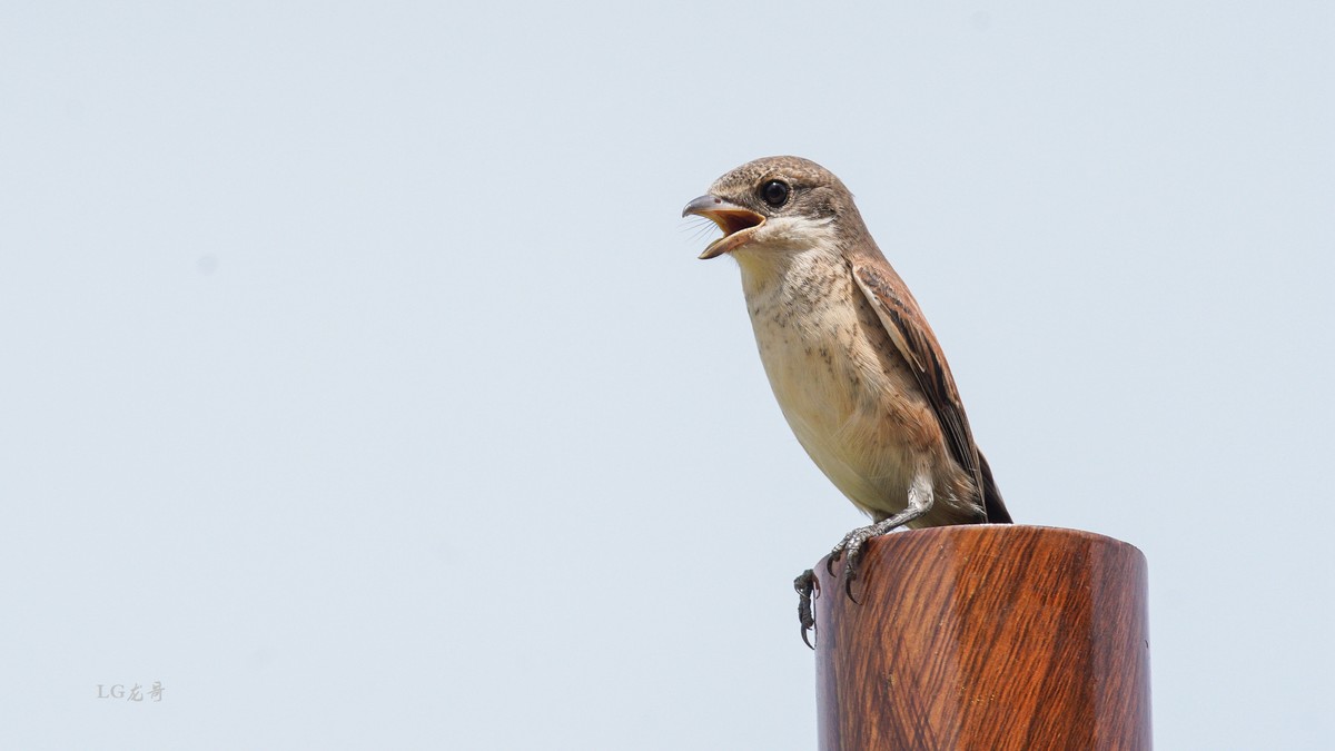 鸟中猛禽--伯劳鸟